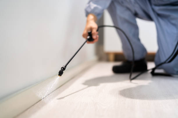 Licensed Wasp Removal service in Reynoldsville, PA - Show Me Pest Control